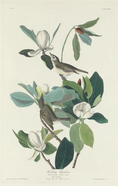 Warbling Fluesnapper, 1831. av Robert Havell