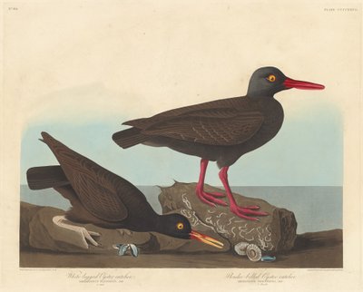 Hvitbeint østersfanger og slanknebbet østersfanger, 1838. av Robert Havell