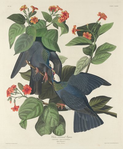 Hvitkronet due, 1833. av Robert Havell