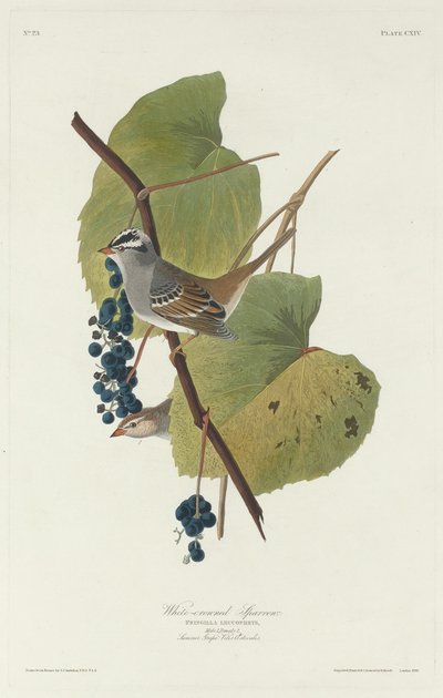 Hvitkronet spurv, 1831. av Robert Havell