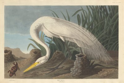 White Heron, 1837. av Robert Havell