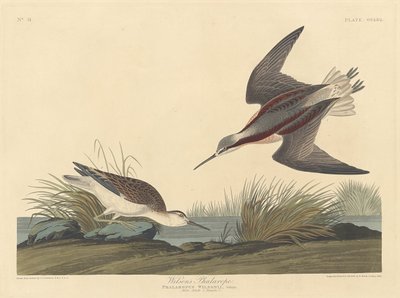 Wilsons Phalarope, 1835. av Robert Havell