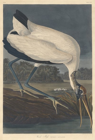 Wood Ibis, 1834. av Robert Havell