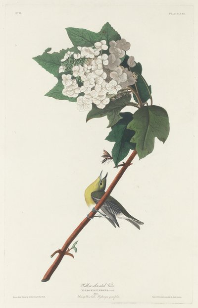 Gulstrupet Vireo, 1831. av Robert Havell