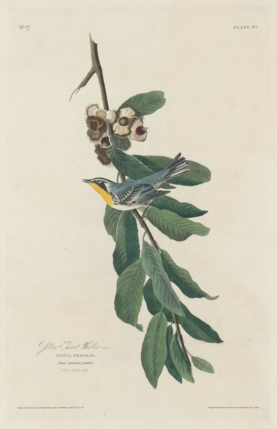 Gulstrupesanger, 1830. av Robert Havell