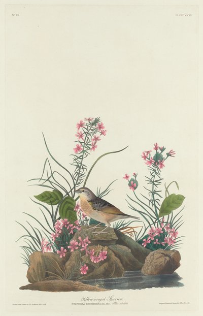 Gulvinget spurv, 1832. av Robert Havell