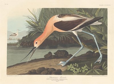 Amerikansk Avocet av Robert Havell after John James Audubon