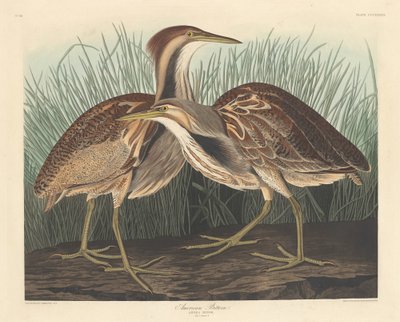 Amerikansk Bittern av Robert Havell after John James Audubon