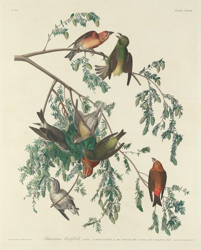 Amerikansk korsnebb av Robert Havell after John James Audubon