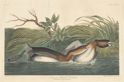 American Pied-Bill Dobchick av Robert Havell after John James Audubon
