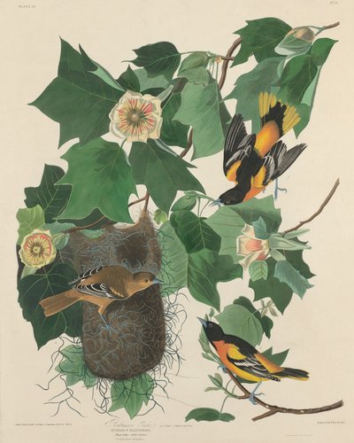 Baltimore Oriole av Robert Havell after John James Audubon