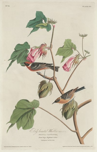Blåbrystsanger av Robert Havell after John James Audubon