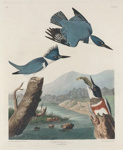 Belted Kingfisher av Robert Havell after John James Audubon