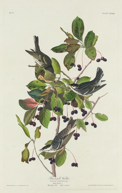 Black-Pool Warbler av Robert Havell after John James Audubon