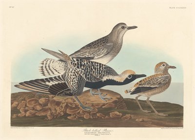Svartbuk av Robert Havell after John James Audubon