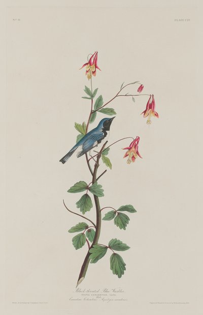 Svartstrupe blåsanger av Robert Havell after John James Audubon