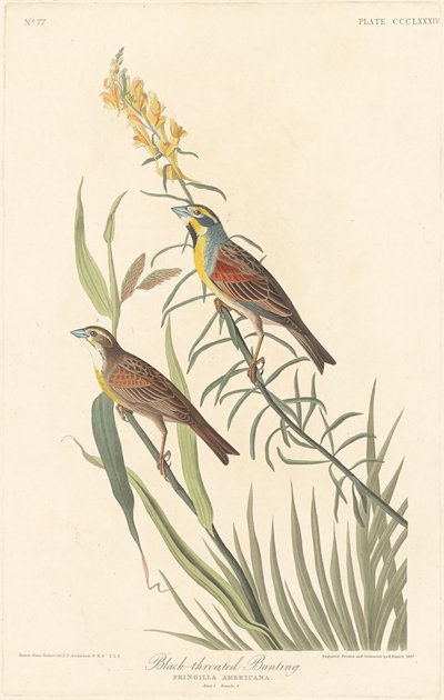 Svartstrupespurv av Robert Havell after John James Audubon