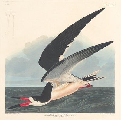 Svart skimmer av Robert Havell after John James Audubon