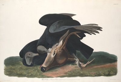 Svart gribb av Robert Havell after John James Audubon