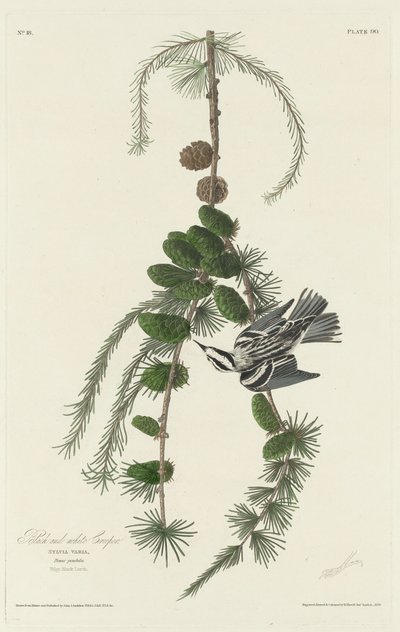 Svart og hvit kryp av Robert Havell after John James Audubon