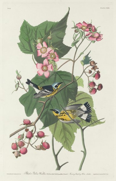 Svart og gul sangsanger av Robert Havell after John James Audubon