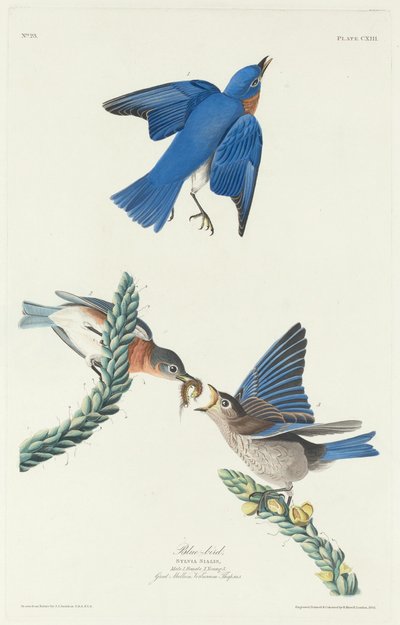 Blå fugl av Robert Havell after John James Audubon
