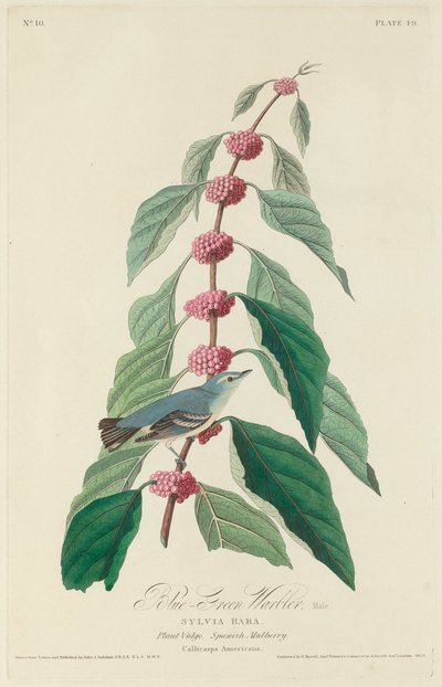 Blågrønn sangsanger av Robert Havell after John James Audubon