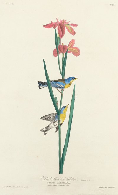 Blå gulryggsanger av Robert Havell after John James Audubon