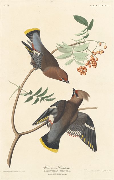 Bohemsk chatterer av Robert Havell after John James Audubon