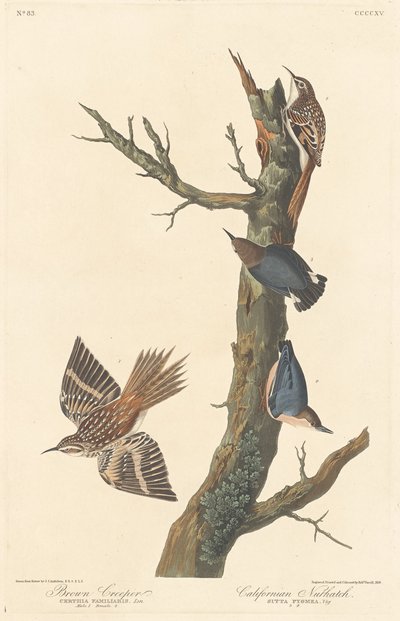 Brown Creeper og Californian Nuthatch av Robert Havell after John James Audubon