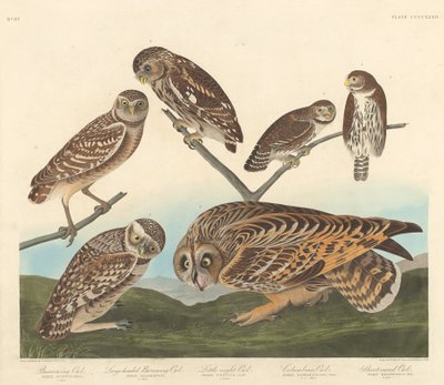 Gravugle, Storhodet Gravugle og Lille Natugle av Robert Havell after John James Audubon