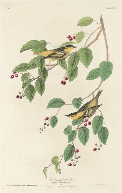 Kullsyresanger av Robert Havell after John James Audubon