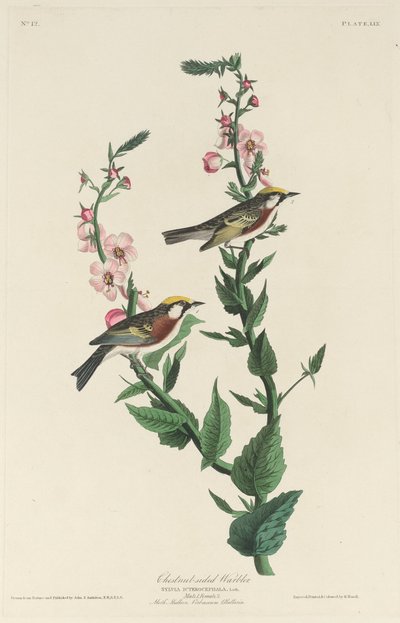 Kastanjesidesanger av Robert Havell after John James Audubon