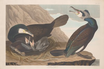 Vanlig skarv av Robert Havell after John James Audubon
