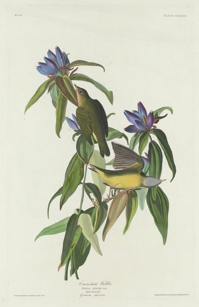 Connecticut Warbler av Robert Havell after John James Audubon
