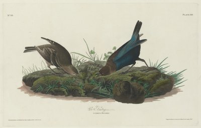 Kuspurv av Robert Havell after John James Audubon