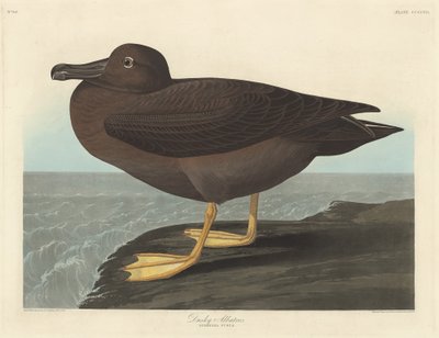 Dusky albatross av Robert Havell after John James Audubon