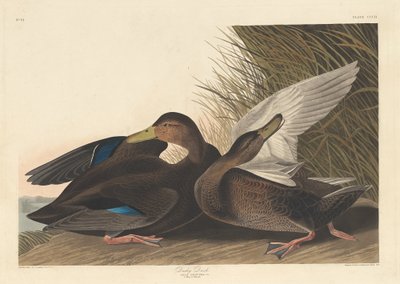Dusky Duck av Robert Havell after John James Audubon