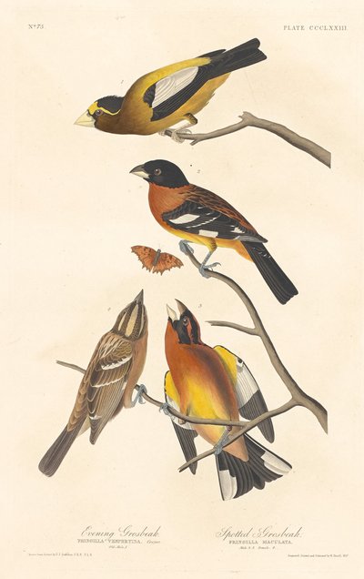 Kveldsgrosbeak og Spotted Grosbeak av Robert Havell after John James Audubon
