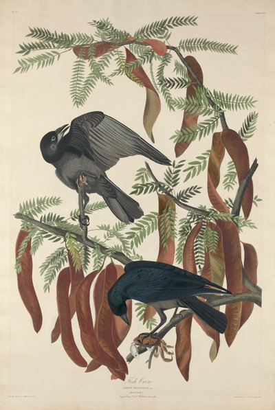 Fiskekråke av Robert Havell after John James Audubon