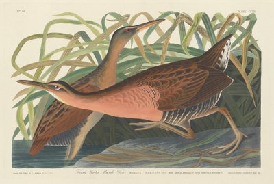 Ferskvannsmyrhøne av Robert Havell after John James Audubon