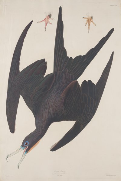 Fregatt pelikan av Robert Havell after John James Audubon