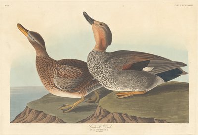 Gadwall Duck av Robert Havell after John James Audubon