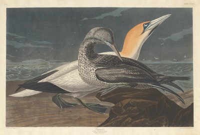 sule av Robert Havell after John James Audubon