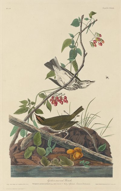 Gullkronet trost av Robert Havell after John James Audubon