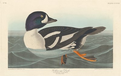 Gulløye and av Robert Havell after John James Audubon