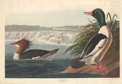 Gåsand av Robert Havell after John James Audubon