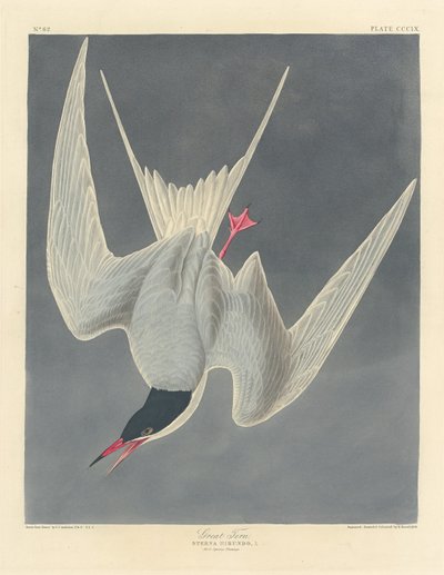 Stor tern av Robert Havell after John James Audubon