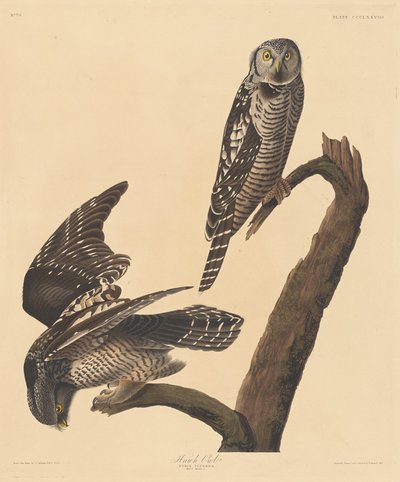 Haukugle av Robert Havell after John James Audubon