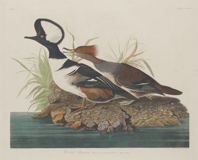 Merganser med hette av Robert Havell after John James Audubon